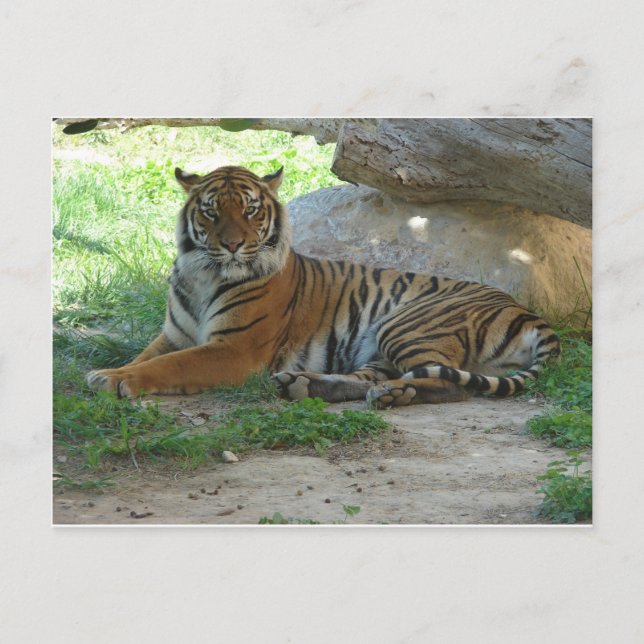 Tiger, Royal Bengal Tiger Postcard (Front)