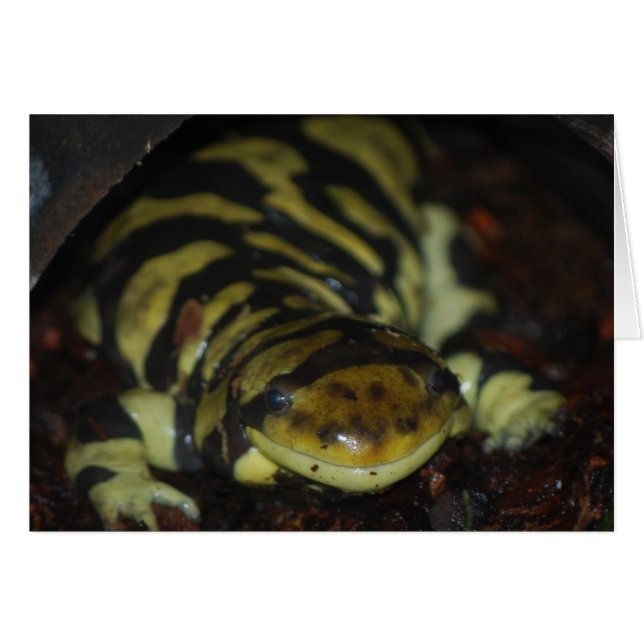 tiger salamander (Front Horizontal)