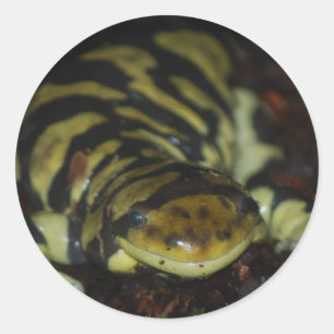 tiger salamander classic round sticker