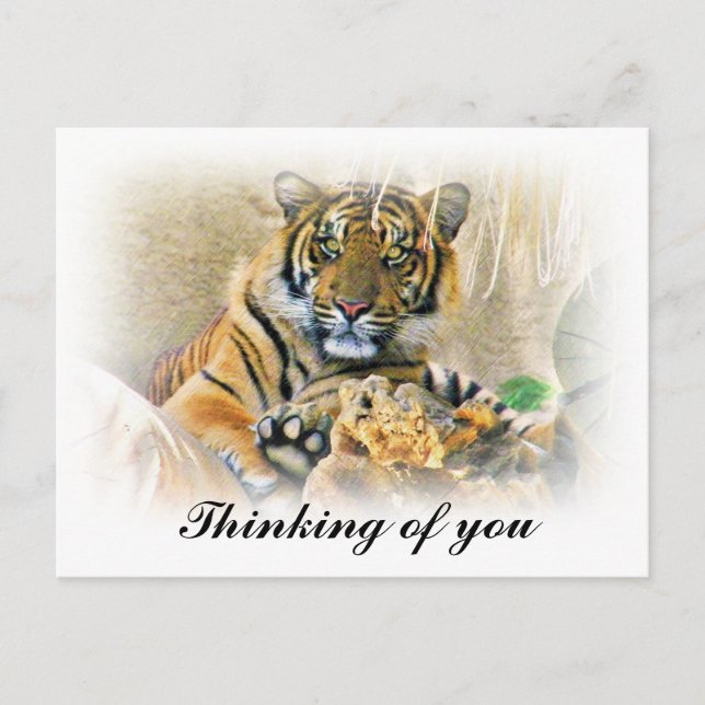 Tiger,Seeking_ Postcard (Front)