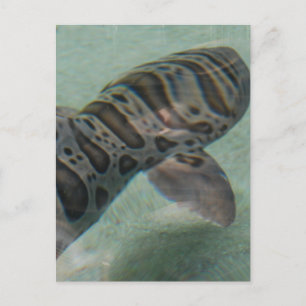 Tiger Shark Postcard