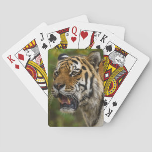 Tiger Showing His Teeth Playing Cards