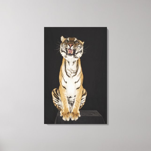 Tiger sitting on platform 2 canvas print (Front)