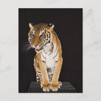 Tiger sitting on platform 2 postcard