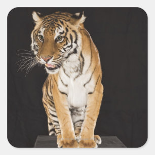 Tiger sitting on platform 2 square sticker