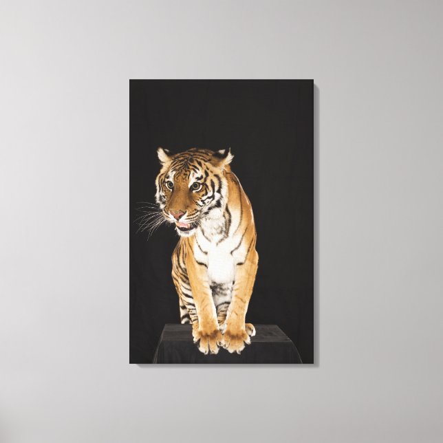 Tiger sitting on platform canvas print (Front)