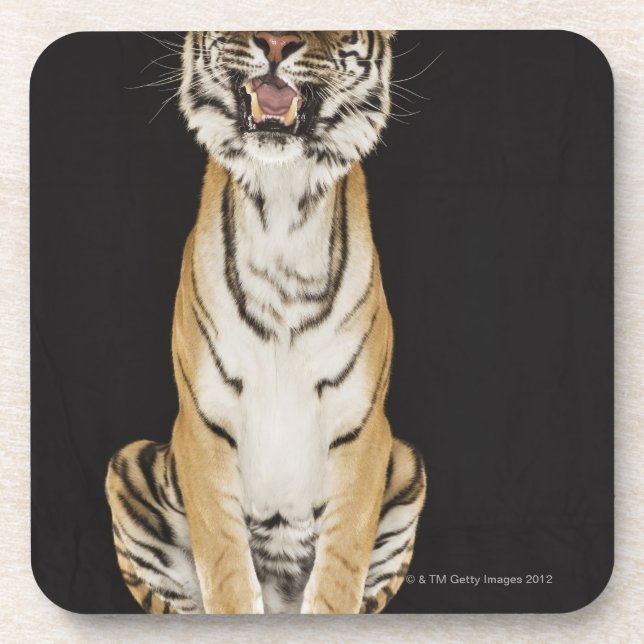 Tiger sitting on platform coaster (Front)