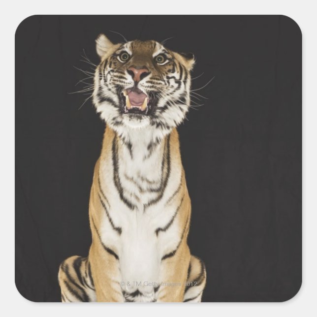 Tiger sitting on platform square sticker (Front)