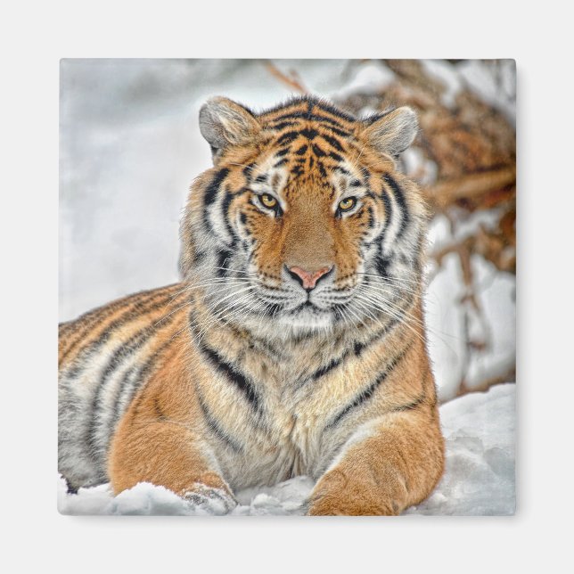 Tiger Snow Magnet (Front)