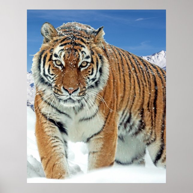 Tiger Snow Mountains Nature Winter Photo Poster (Front)
