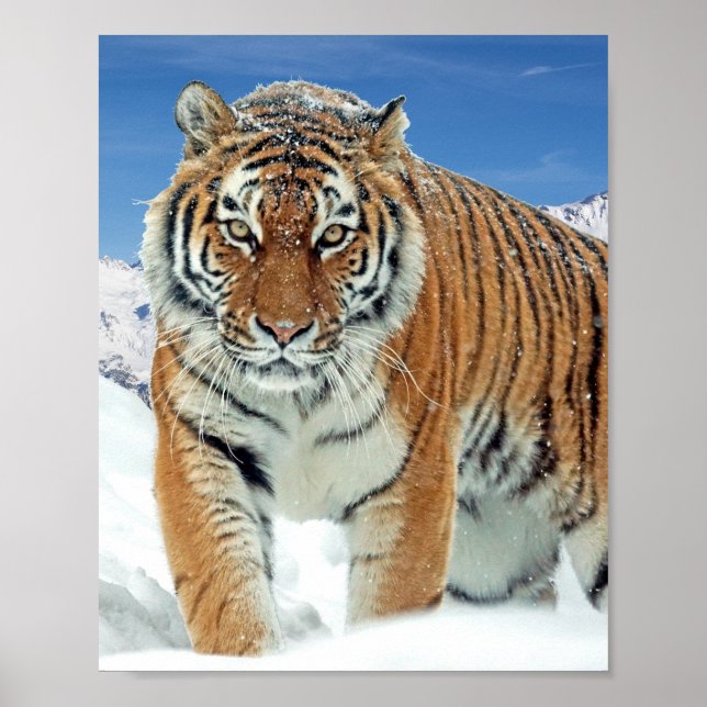 Tiger Snow Mountains Winter Nature Photo Poster (Front)