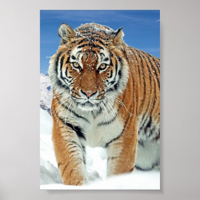 Tiger Snow Mountains Winter Photo Nature Poster (Front)