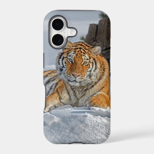 Tiger Snow Portrait