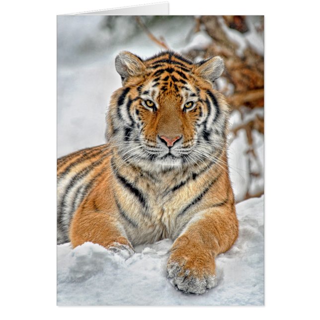 Tiger Snow Portrait (Front)