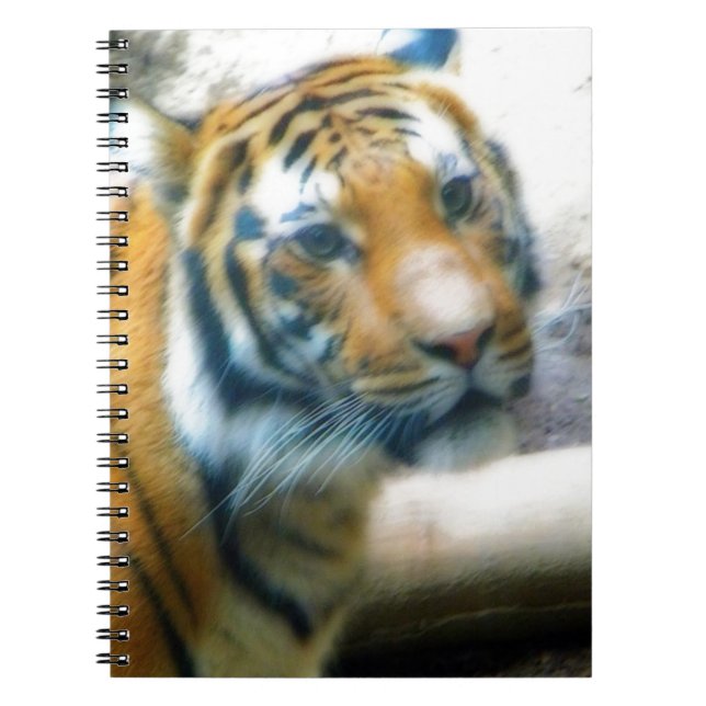 Tiger Spiral Notebook (Front)