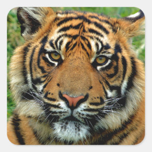 Tiger Square Sticker