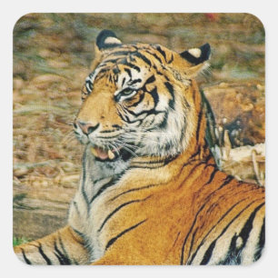 Tiger Square Sticker