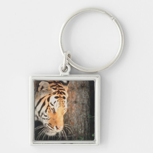 Tiger stalking key ring (Front)