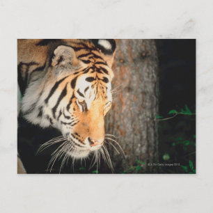 Tiger stalking postcard