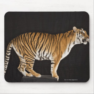Tiger standing on platform mouse pad