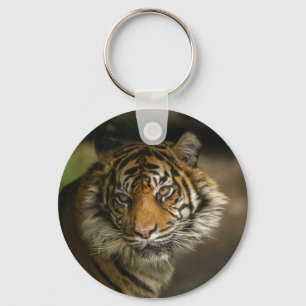 Tiger Stare Key Ring