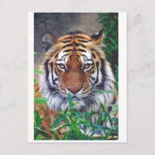Tiger Stare Postcard
