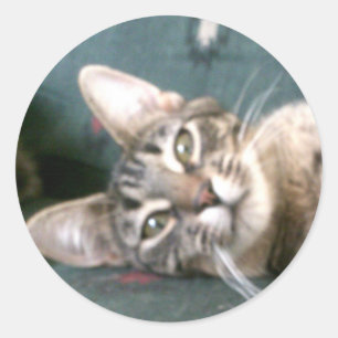 Tiger Stripe Kitten Stickers
