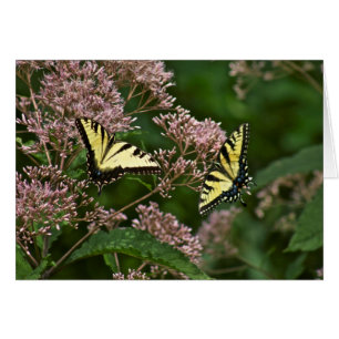 Tiger Swallowtail Butterflies on Joe Pye Weed