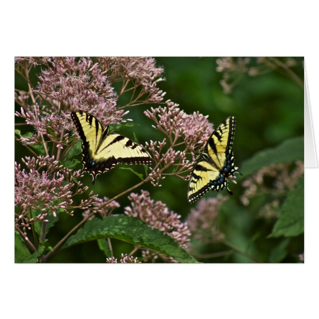 Tiger Swallowtail Butterflies on Joe Pye Weed (Front Horizontal)