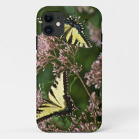 Tiger Swallowtail Butterflies on Joe Pye Weed
