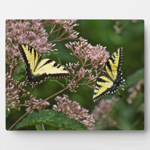 Tiger Swallowtail Butterflies on Joe Pye Weed Plaque