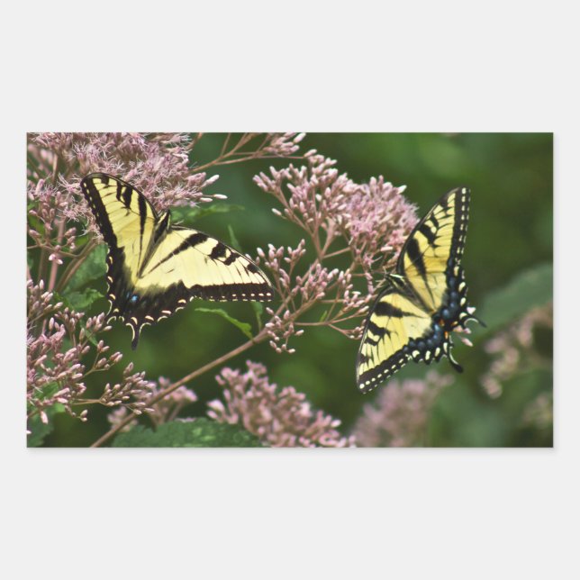 Tiger Swallowtail Butterflies on Joe Pye Weed Rectangular Sticker (Front)