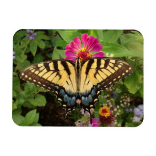Tiger Swallowtail Butterfly 3"x4" Magnet