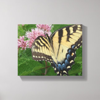 Tiger Swallowtail Butterfly Canvas Print