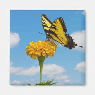 Tiger Swallowtail Butterfly on a Flower Magnet
