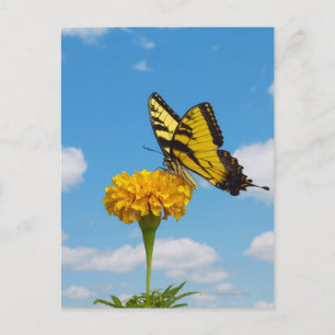 Tiger Swallowtail Butterfly on a Flower Postcard
