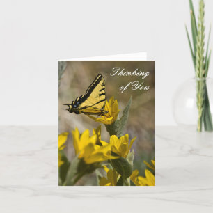 Tiger Swallowtail butterfly on mule's ear Card