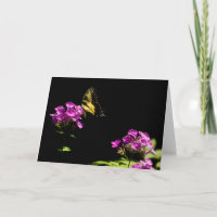 Tiger Swallowtail Butterfly On Phlox in Summer