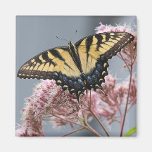 Tiger Swallowtail Butterfly on Pink flower