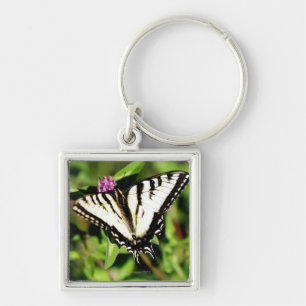 Tiger Swallowtail Butterfly. Papilio glacus. Key Ring