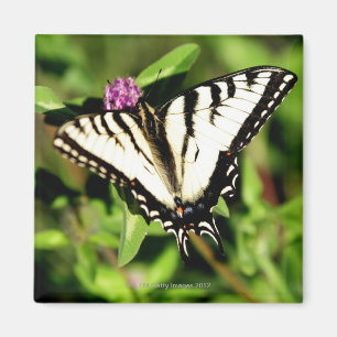 Tiger Swallowtail Butterfly. Papilio glacus. Magnet