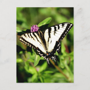 Tiger Swallowtail Butterfly. Papilio glacus. Postcard