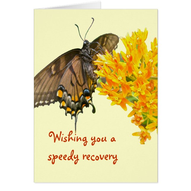 Tiger Swallowtail Butterfly (Papilio glaucas) Item (Front)