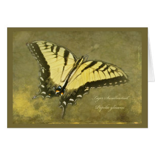 Tiger Swallowtail Butterfly - Papilio glaucus