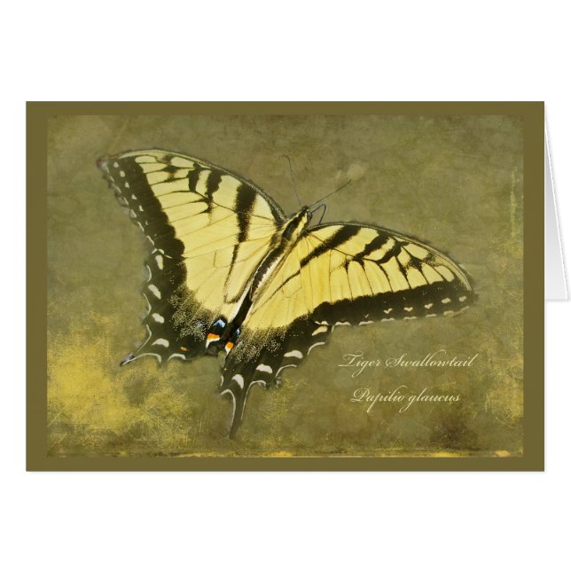 Tiger Swallowtail Butterfly - Papilio glaucus (Front Horizontal)