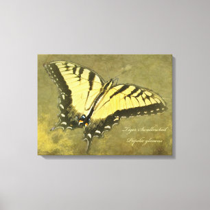 Tiger Swallowtail Butterfly - Papilio glaucus Canvas Print