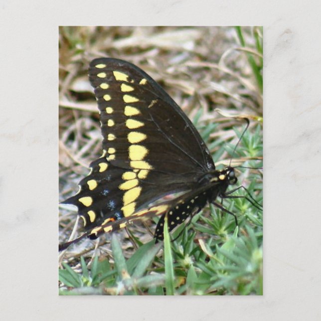 Tiger Swallowtail Butterfly Photo Postcard (Front)