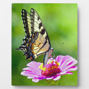 Tiger Swallowtail Butterfly Plaque