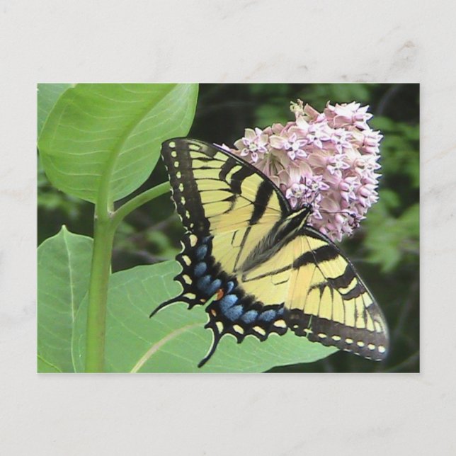 Tiger Swallowtail butterfly Postcard (Front)