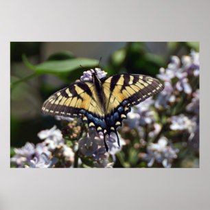 Tiger Swallowtail Butterfly Poster